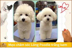 mẹo chăm sóc chó poodle màu trắng kem